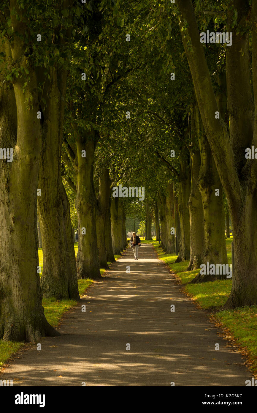 Von Bäumen gesäumten Weg auf den Victoria Park in Leicester. Stockfoto