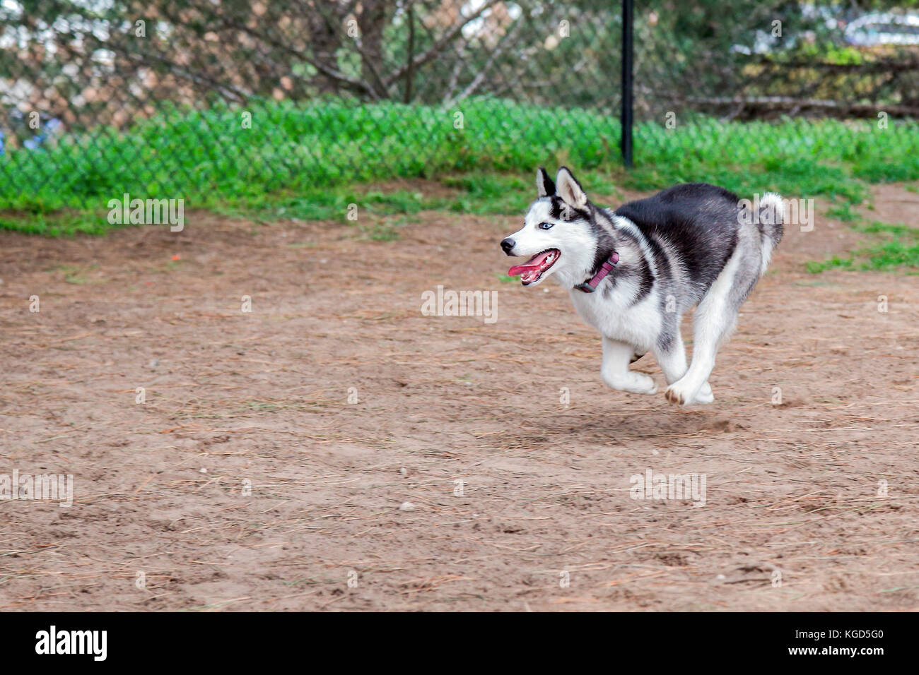 Siberian Husky Welpen laufen und spielen an einem Hund Park Stockfoto