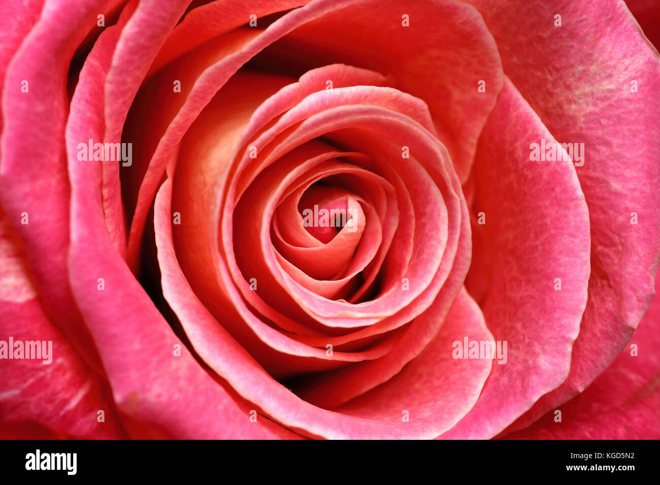 Makro Bild einer einzigen Rose mit weichen Kurven und Schichten Stockfoto