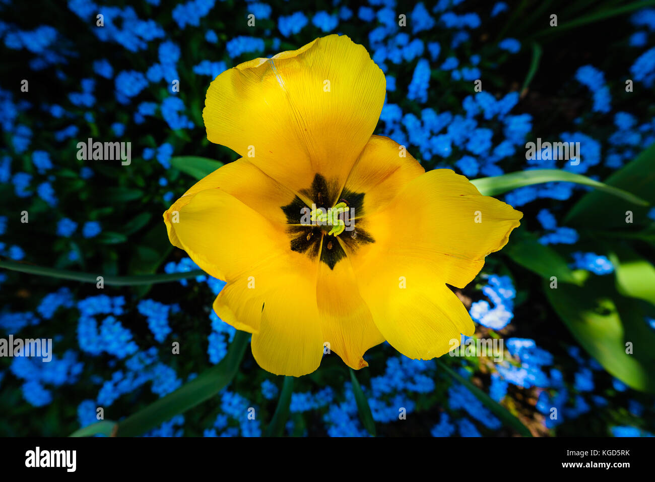 Eine gelbe Tulpe Blüte ist in A patch of blue Forget-Me-Nots in einem Cottage Garden in Deutschland hervorgehoben. Stockfoto