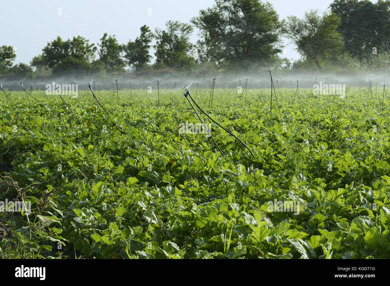 Bewässerung Sprinkler im Feld Stockfoto
