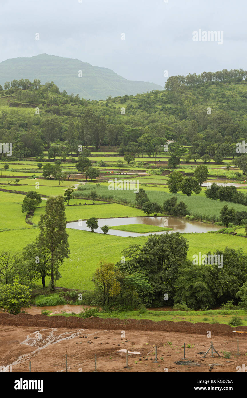Ansicht der Reisanbau in der Nähe von Pune, Maharashtra mulshi Dam Stockfoto