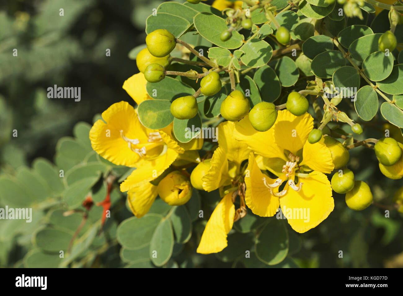 Cassia, Senna bicapsularis in der Nähe von Pune, Maharashtra Stockfoto