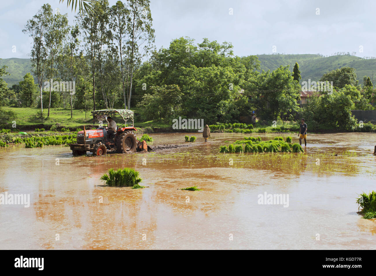 Traktor pflügen Reisfelder vor dem Pflanzen Reis Stockfoto