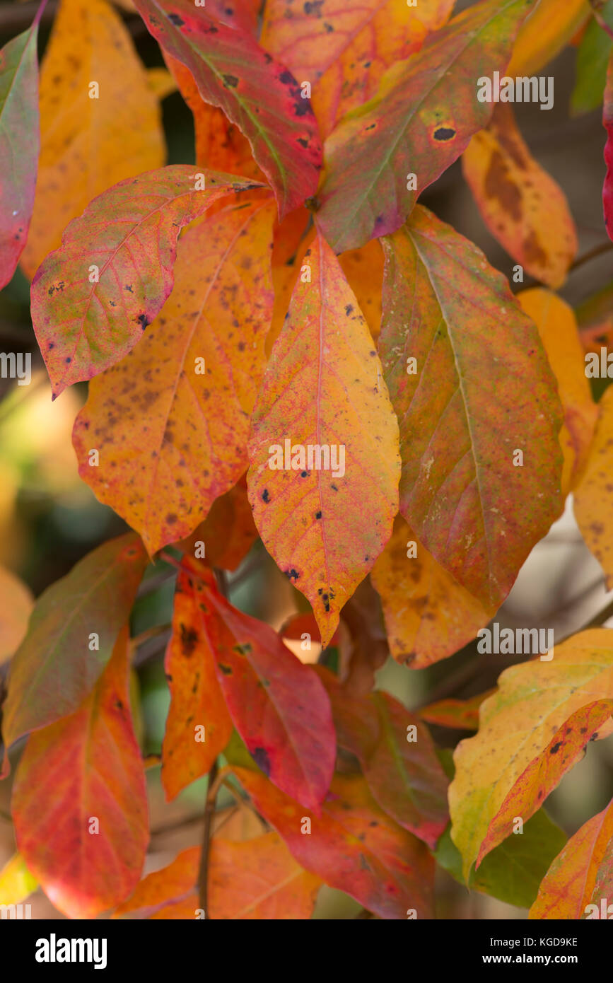 Schwarz tupelo Baum: nyssa Abies. Blätter im Herbst. Stockfoto