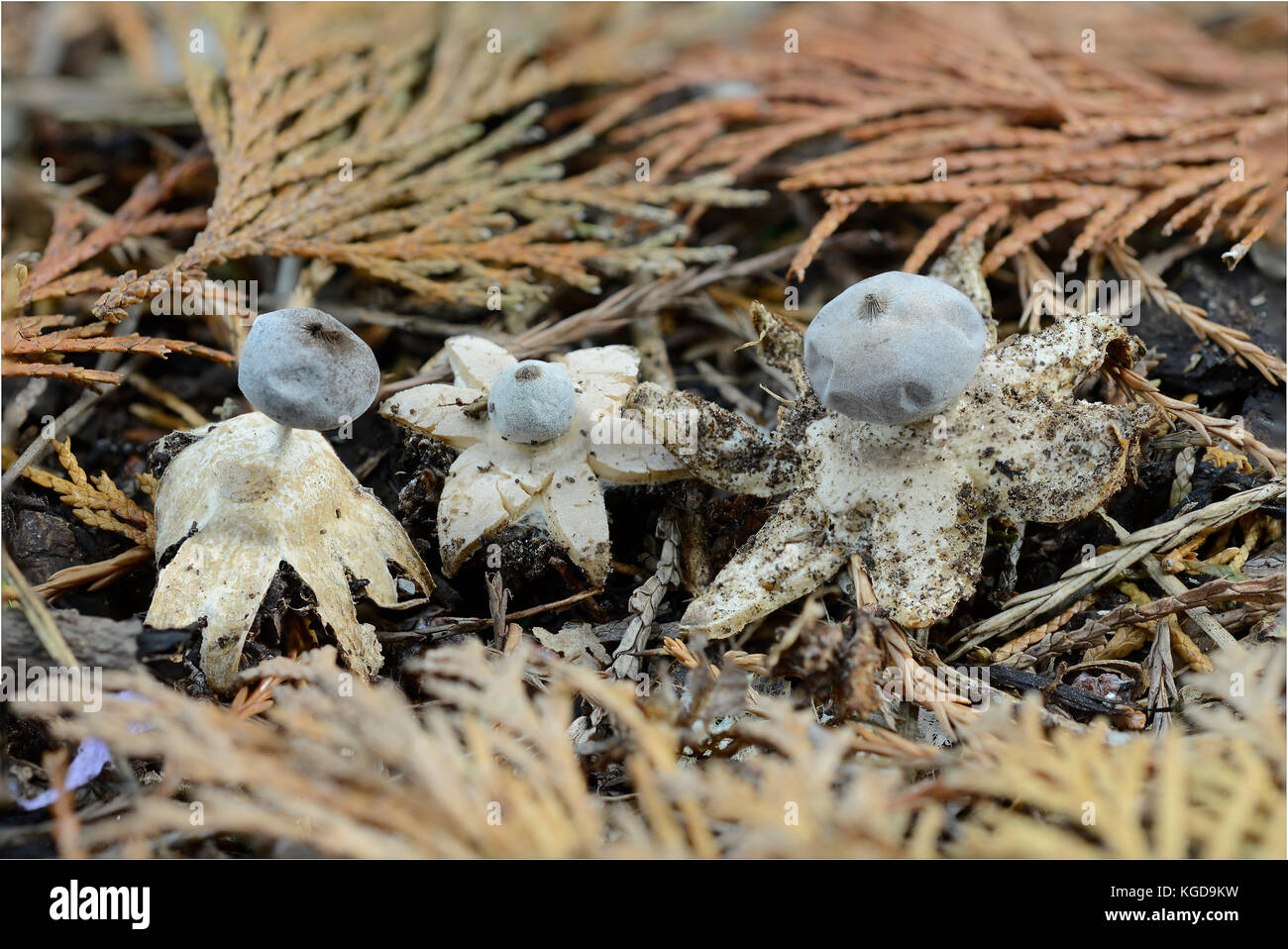 Gestreift earthstar Pilz: geastrum striatum. unter Nadelbäumen. Surrey, Uki. Stockfoto