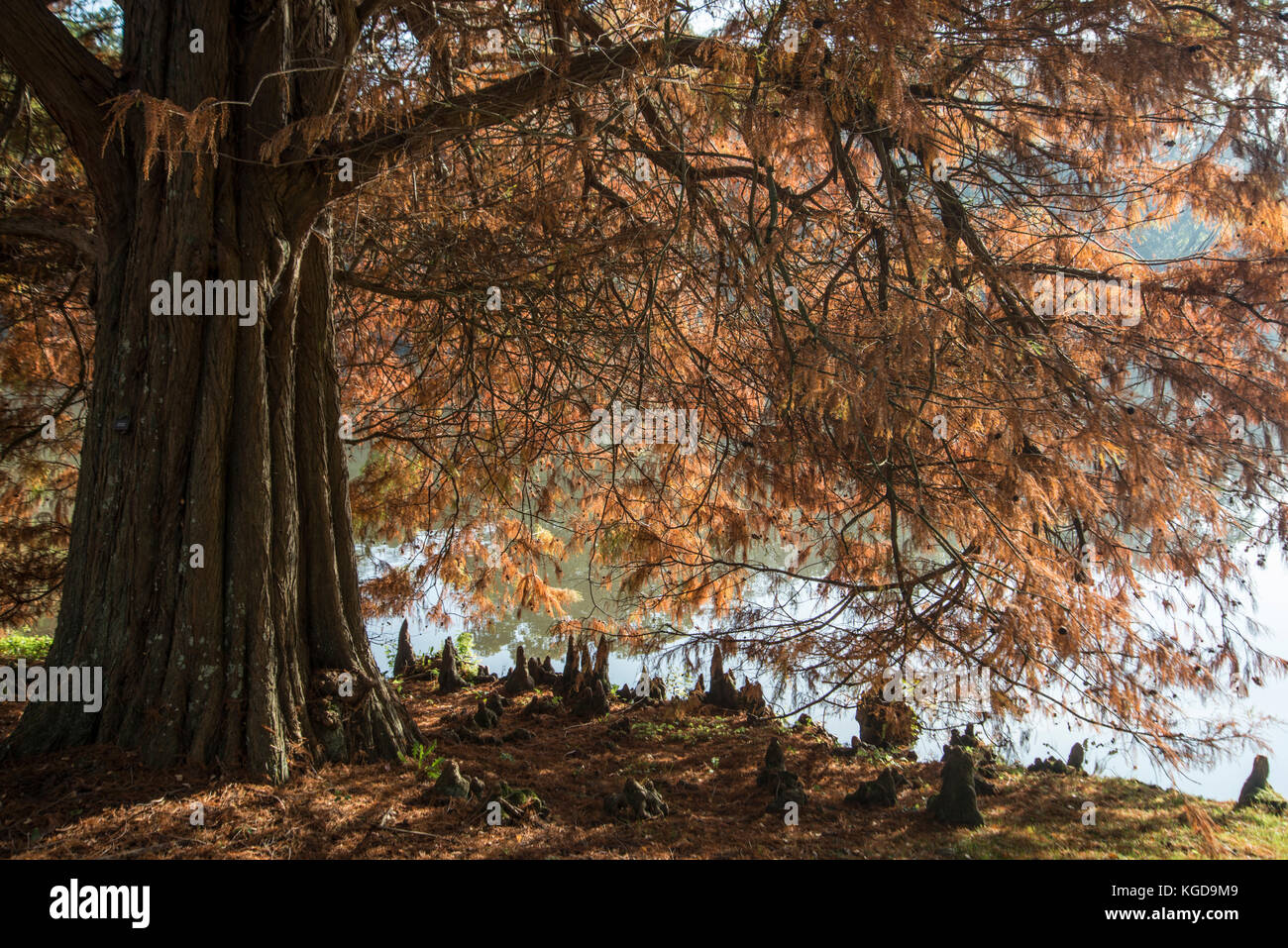Cypress Swamp: Distichum Taxodium distichum. Herbst. Stockfoto