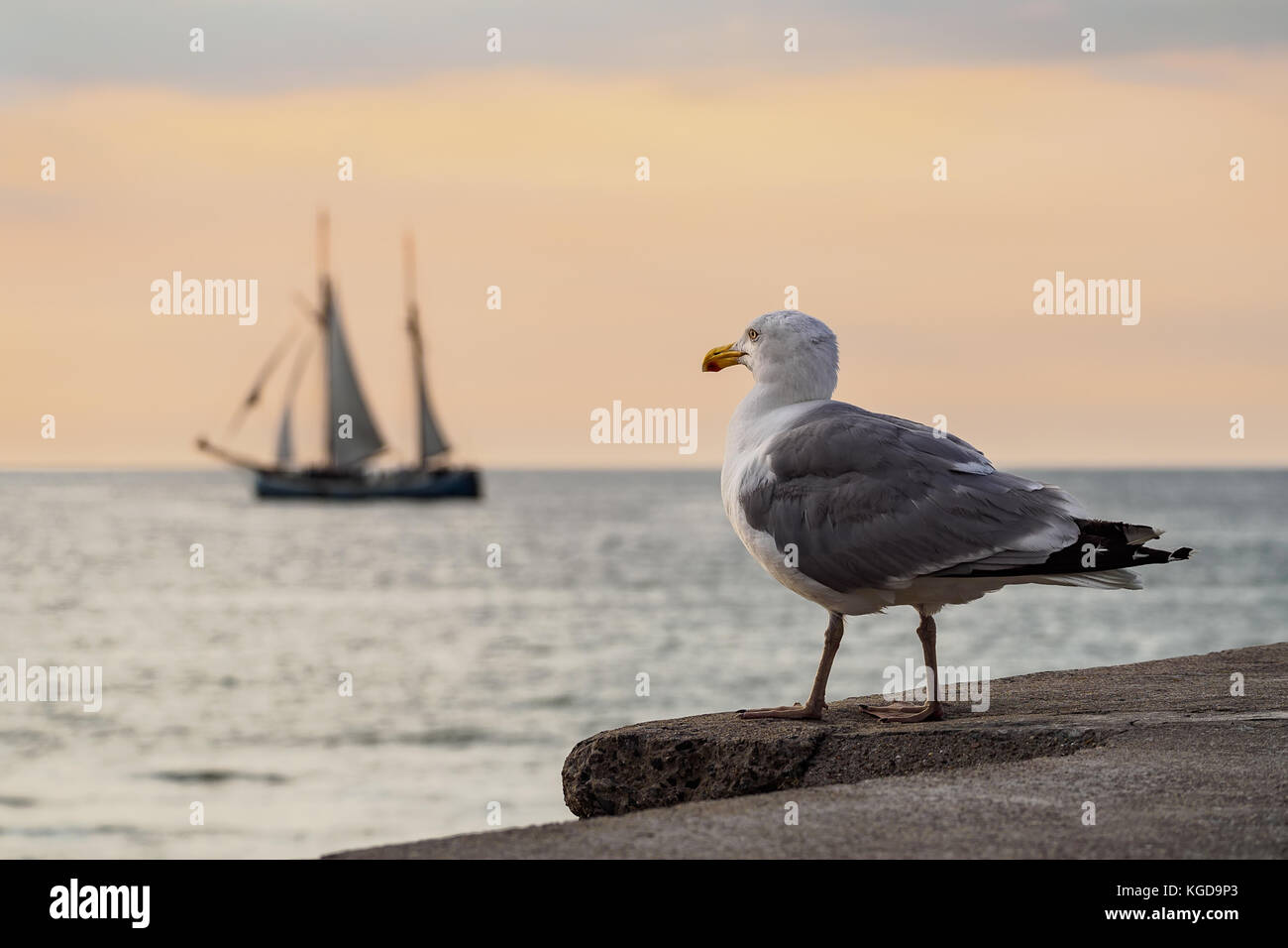 Segelschiff und Möwe an der Ostsee in Rostock, Deutschland. Stockfoto