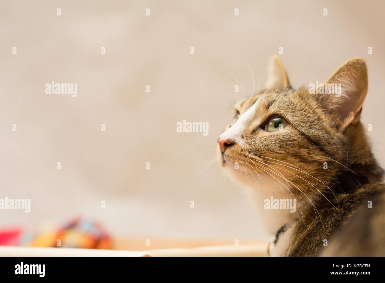 Kopf einer Katze nach oben geschaut - Platz für Text Stockfoto