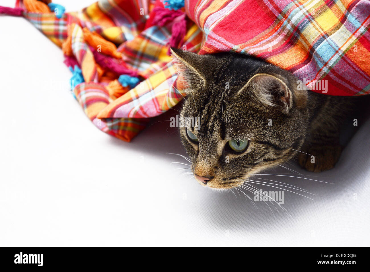 Katze unter einem bunten Schal lauern - Platz für Text Stockfoto