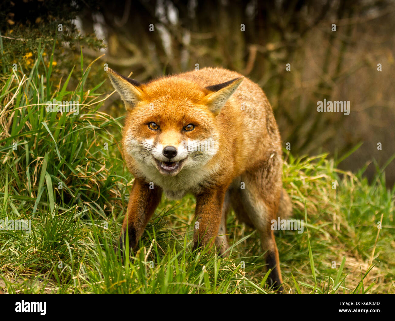 Nahaufnahme eines britischen Red Fox, Kamera mit komischem Gesicht in  natürlichem Waldlebensraum. Speicherplatz kopieren Stockfotografie - Alamy