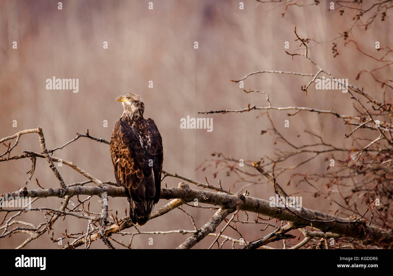 Juvenile Weißkopfseeadler auf einem Ast im Herbst in den chilkat bald eagle in der Nähe von Haines, Alaska zu bewahren. Stockfoto