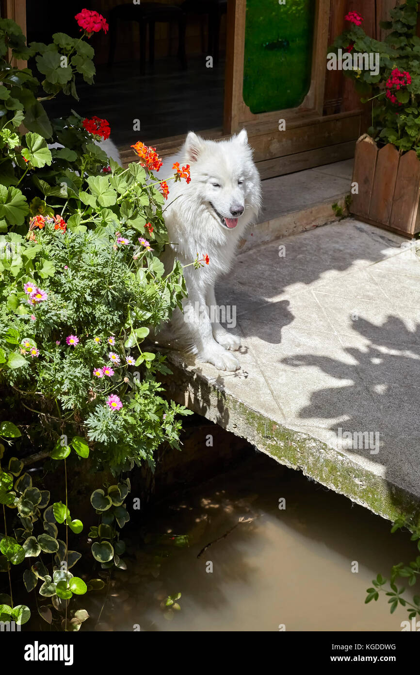 Weißer Hund sitze auf einer Straße von einem Gebäude. Stockfoto