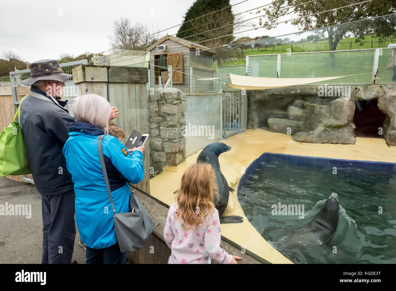 Am 2017. Oktober beobachten Touristen, wie zwei kalifornische Sealions im Cornish Seal Sanctuary, Gweek, Cornwall, Großbritannien, spielen Stockfoto