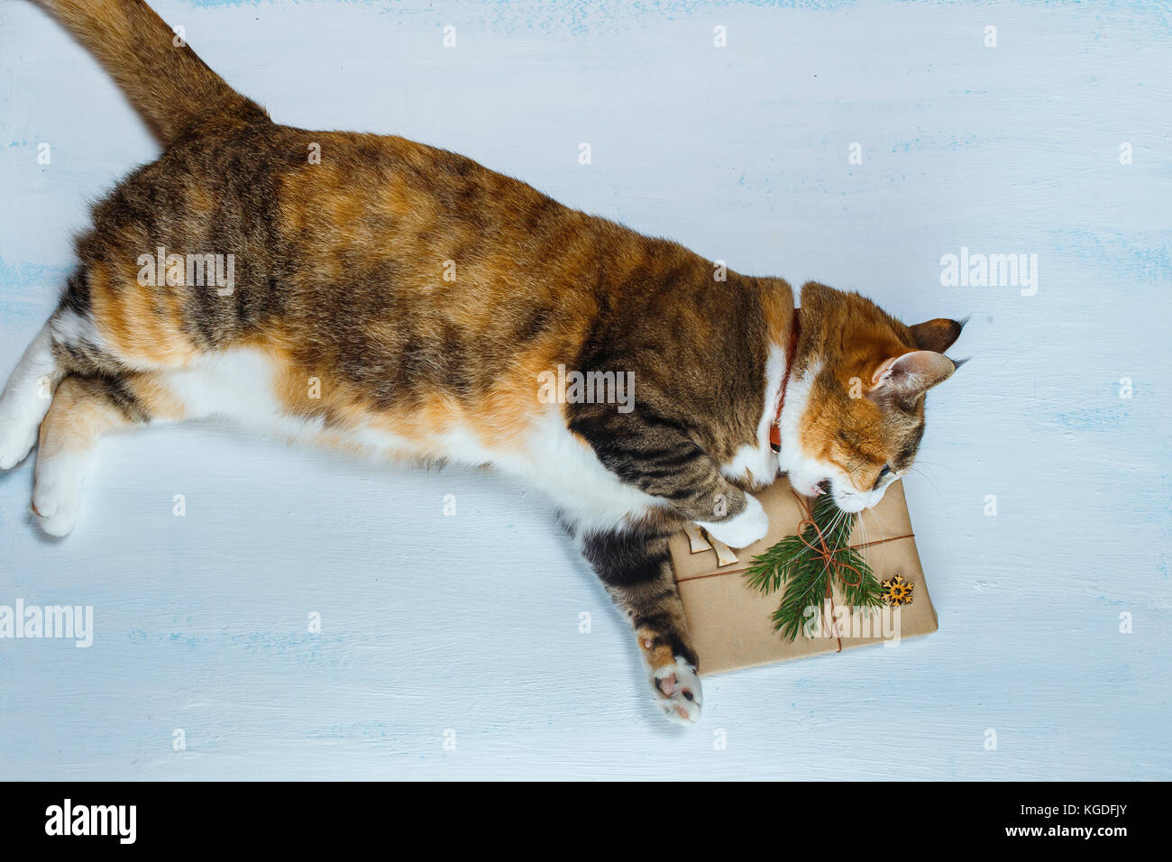 Die Katze will ein Weihnachtsgeschenk zu öffnen. Stockfoto