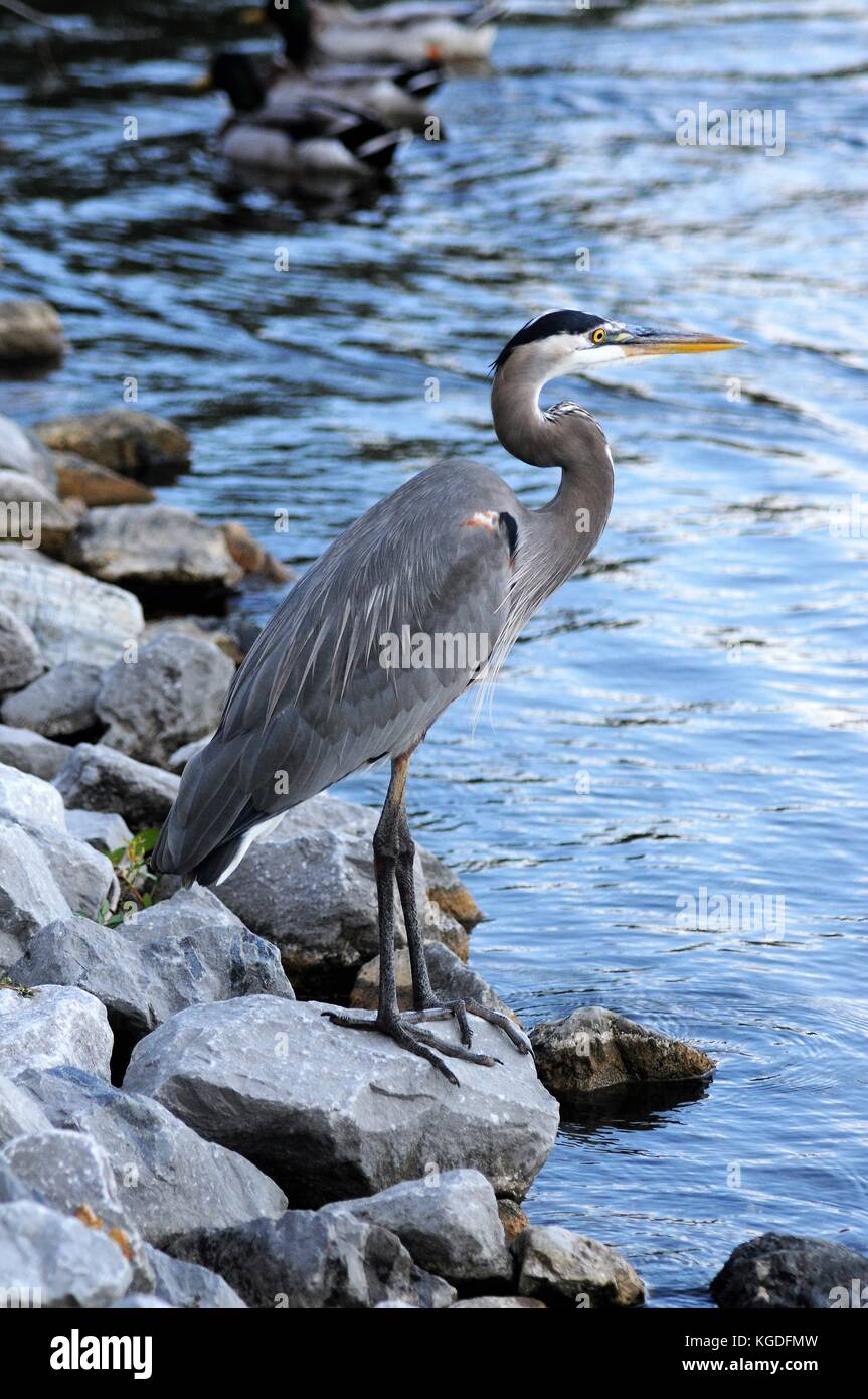 Statuesque Great Blue Heron schlägt eine auf der Uferlinie twilight darstellen. Stockfoto