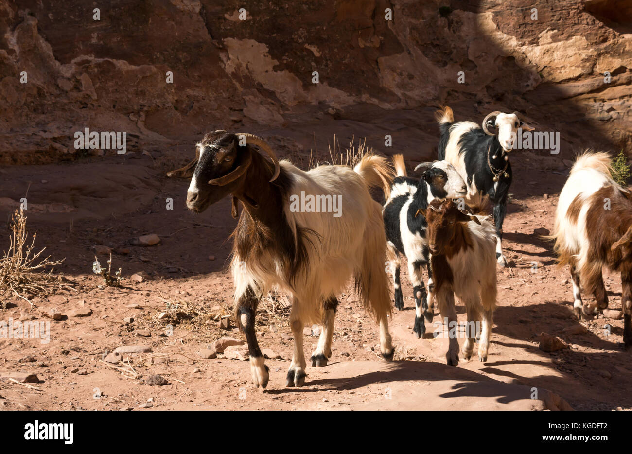 Herde von Beduinen Damaskus Bergziegen auf der Route zum Ad Deir, das Kloster, Petra, Jordanien, Naher Osten Stockfoto