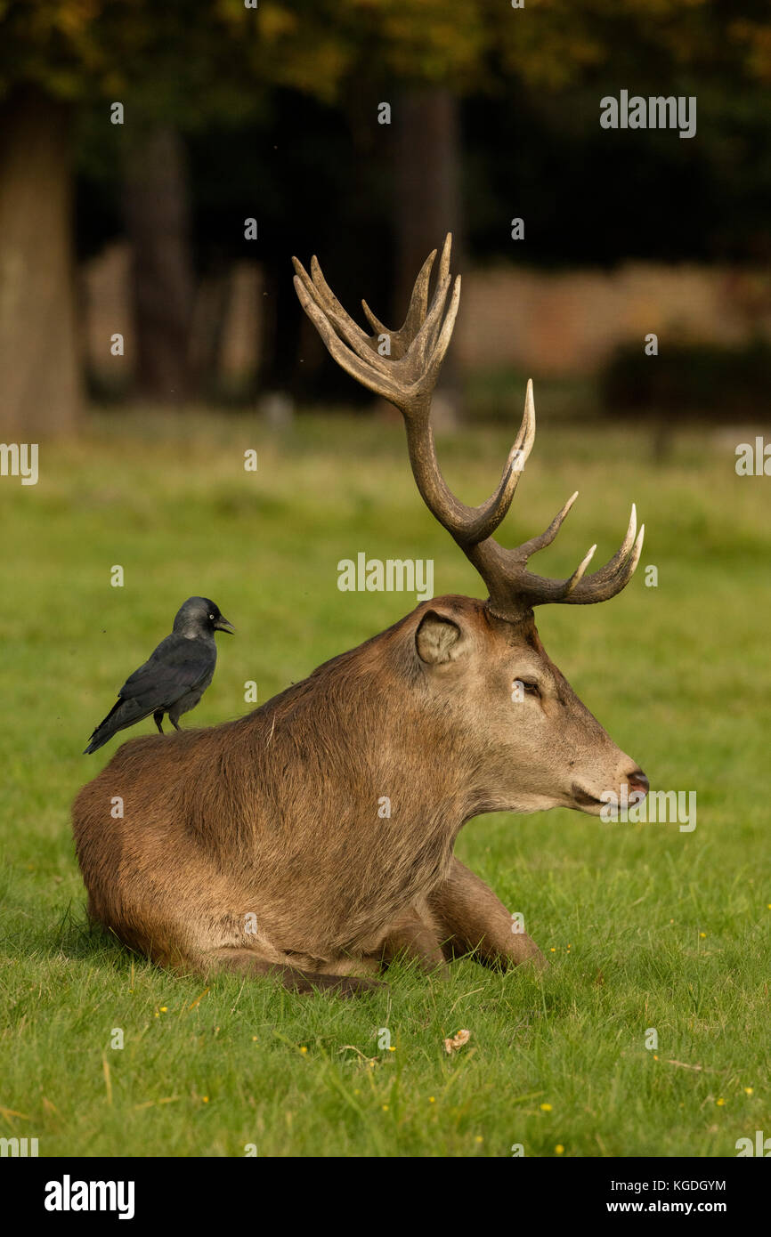 Dohle (Corvus monedula), Fütterung auf Zecken und anderen Wirbellosen auf Rotwild Hirsch, Cervus elaphus, England, Großbritannien Stockfoto