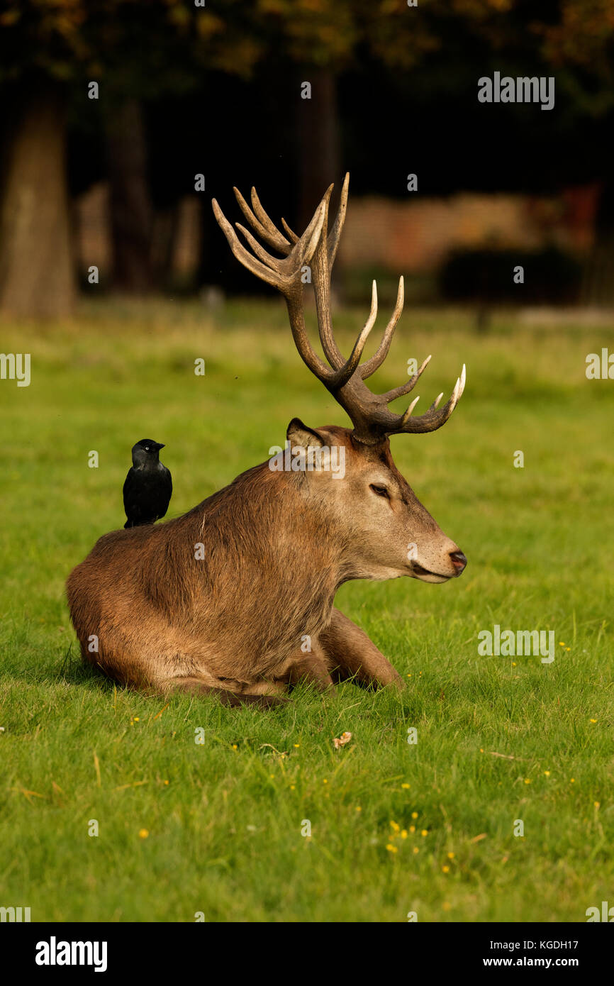 Dohle (Corvus monedula), Fütterung auf Zecken und anderen Wirbellosen auf Rotwild Hirsch, Cervus elaphus, England, Großbritannien Stockfoto