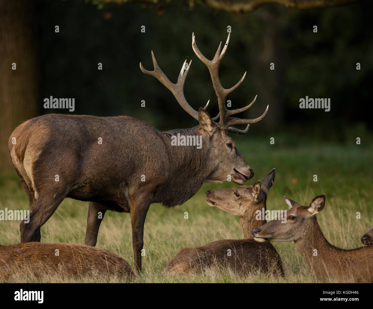 Red deer Hirsch und Hirschkuh oder weiblich, England, Großbritannien Stockfoto