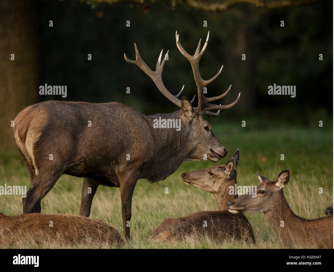 Red Deer (Cervus elaphus), Hirsch während der Brunft, die Interaktion mit einer der Frauen in seinem Harem, England, Großbritannien Stockfoto