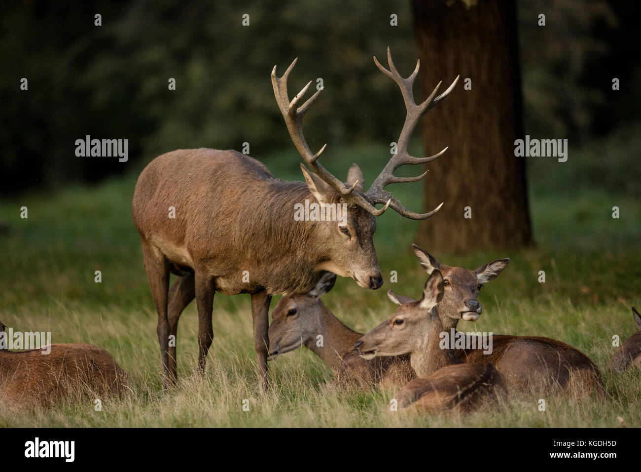 Red Deer (Cervus elaphus), Hirsch während der Brunft, die Interaktion mit einer der Frauen in seinem Harem, England, Großbritannien Stockfoto