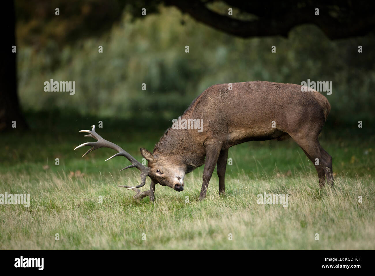 Red Deer (Cervus elaphus), Hirsch während der Brunft, Prügel durch Gras, England, Großbritannien Stockfoto