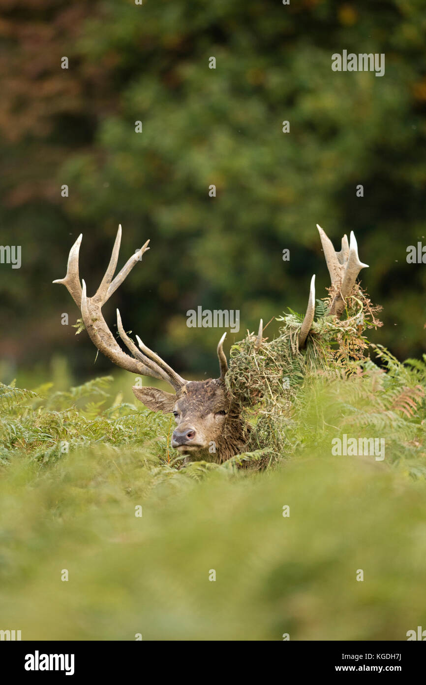Red Deer (Cervus elaphus), Hirsch während Trott mit adlerfarn im Geweih, England, Großbritannien Stockfoto