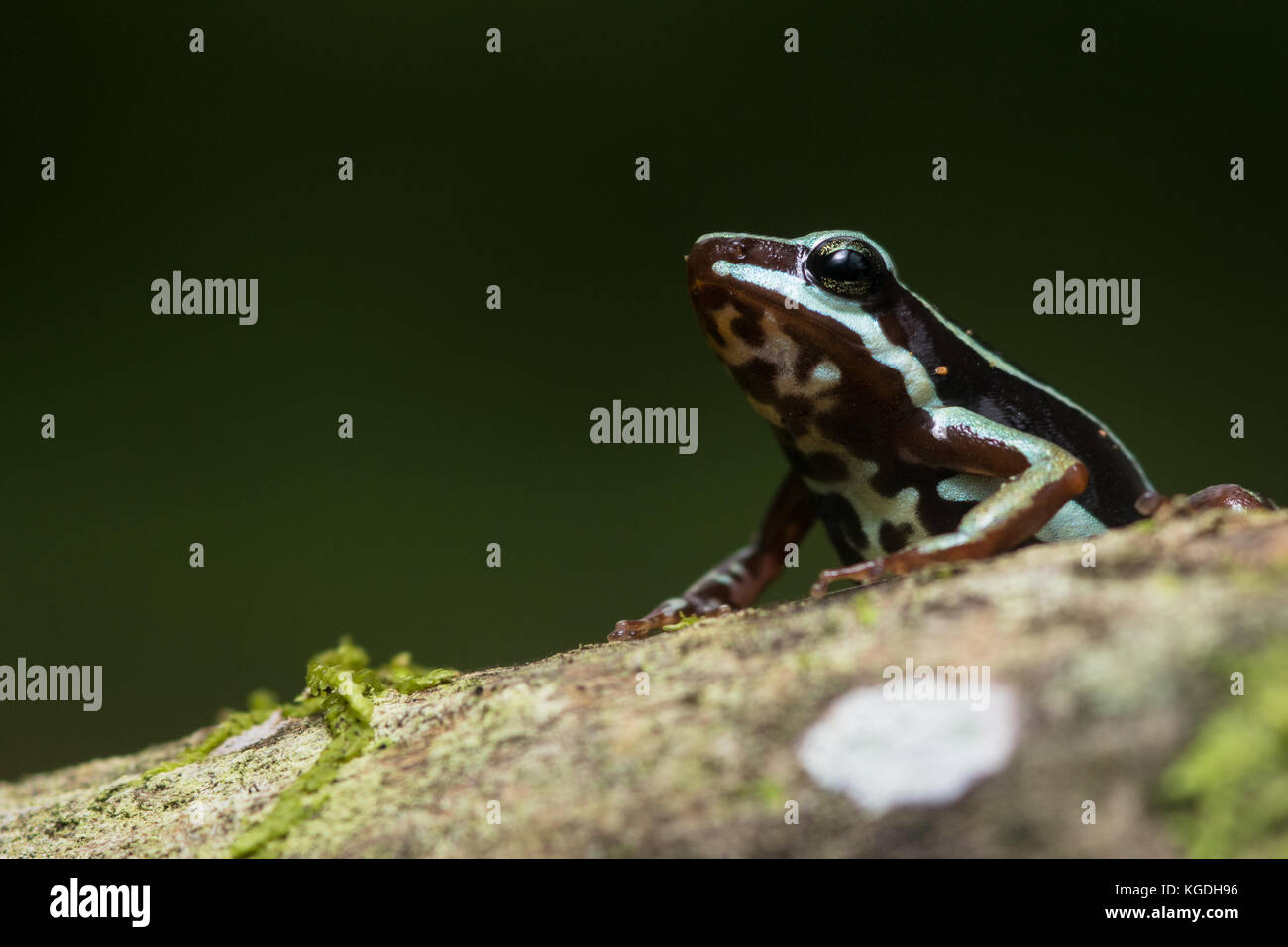 Einen kleinen Pfeilgiftfrosch aus dem südlichen Ecuador, Gift Anthony's Frosch hat starke Giftstoffe in seiner Haut, die es von Raubtieren zu verteidigen. Stockfoto