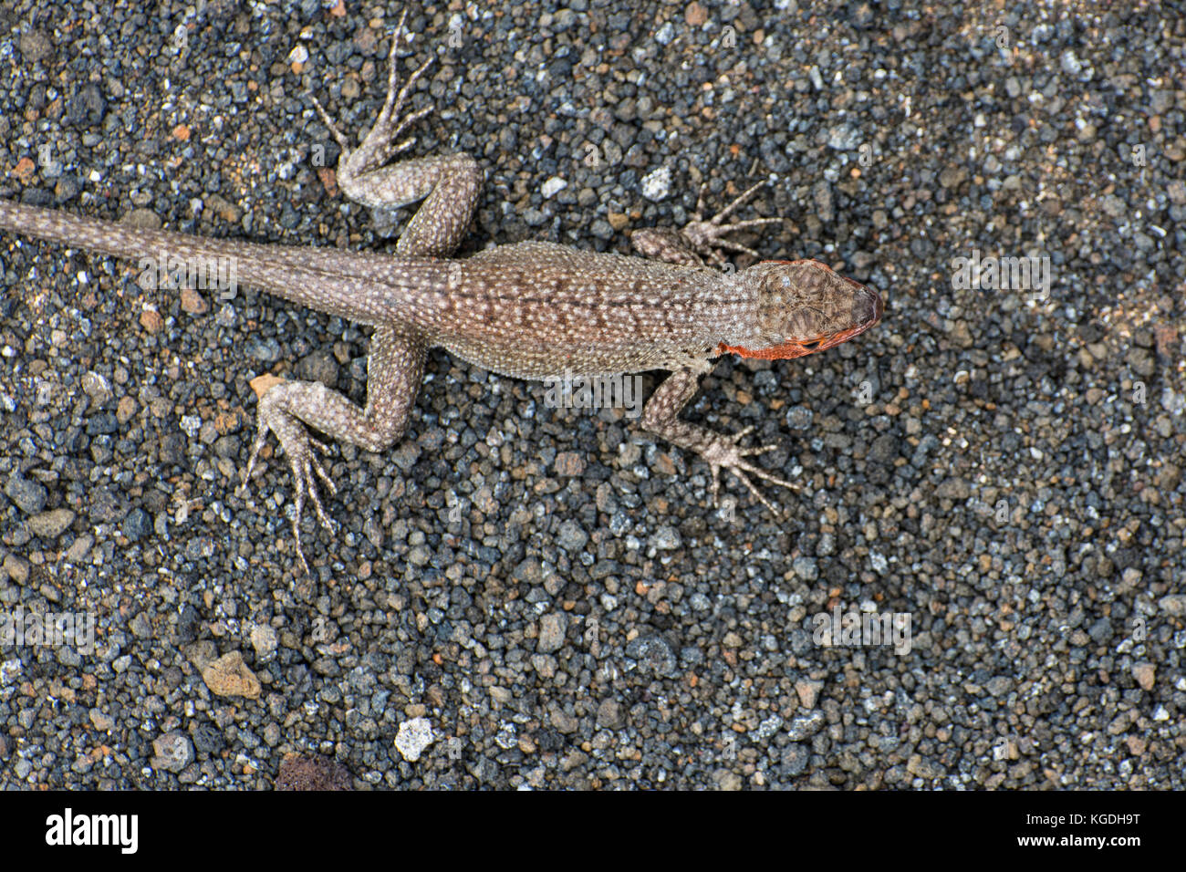 Ein lavastrom Lizard (Microlophus albemariensi) ist in seinen sandigen Umgebung getarnt, die Muster auf der Rückseite helfen, es sich harmonisch in die Umgebung ein. Stockfoto