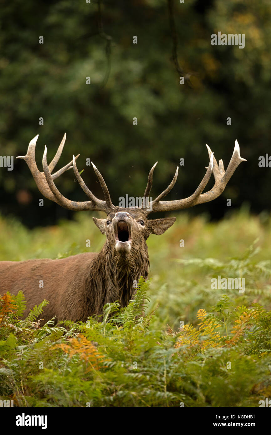 Red Deer (Cervus elaphus), Hirsch brüllen während der Brunft, England, Großbritannien Stockfoto