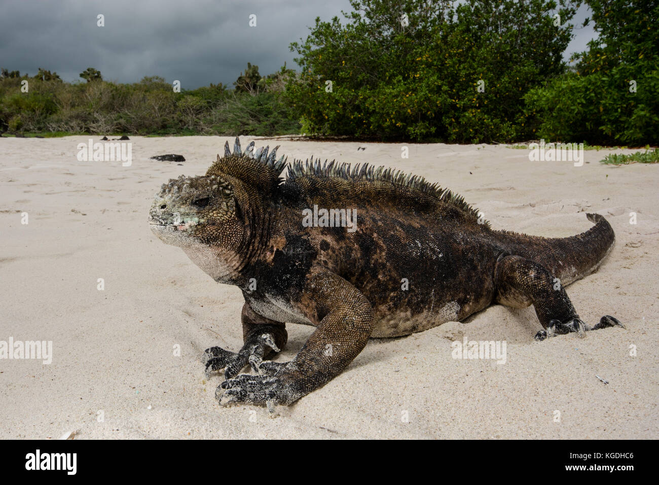 Eine große Marine iguana Mann sitzt am Strand mit der Baumgrenze hinter ihm. Stockfoto