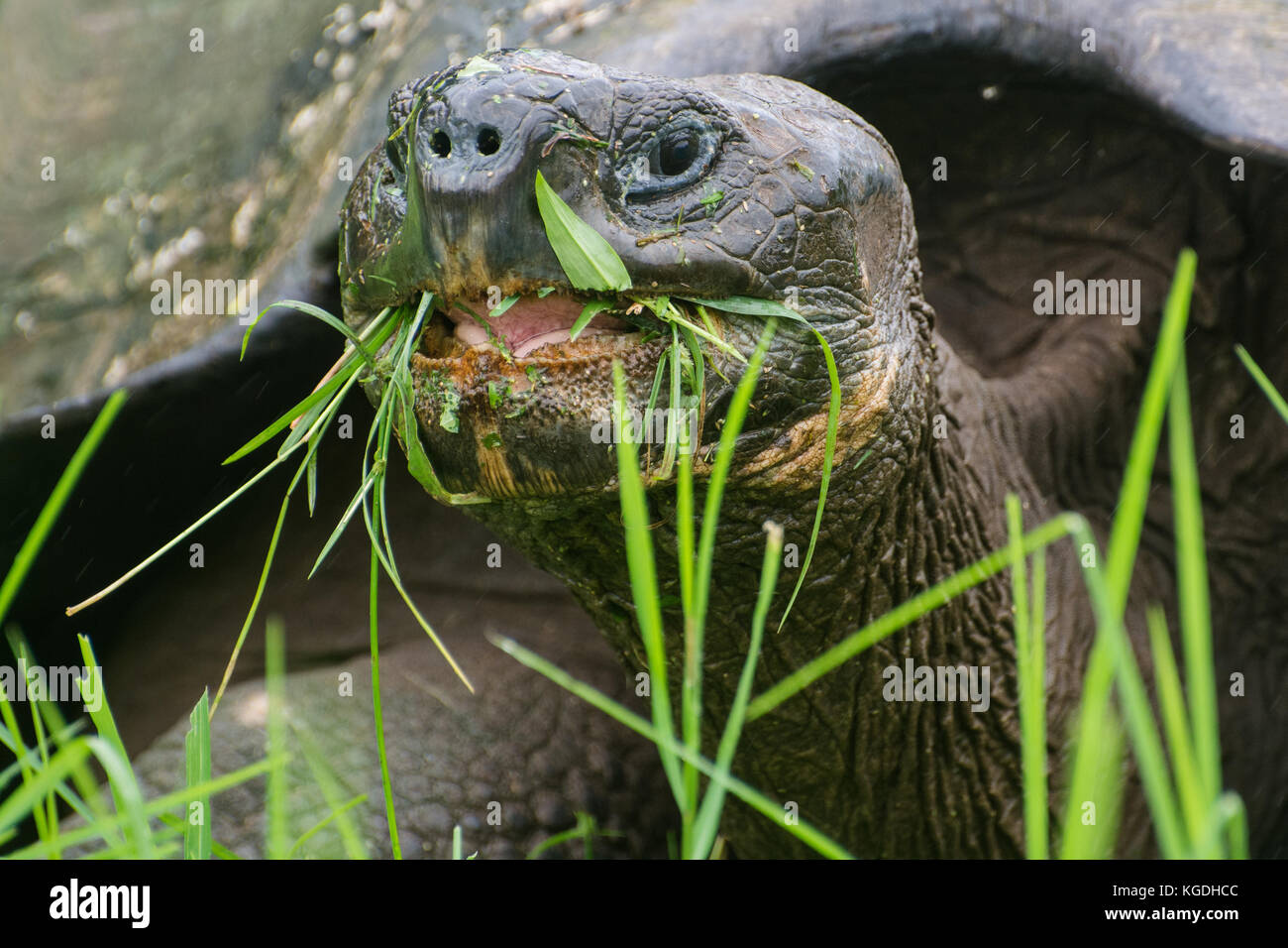 Galapagos Schildkröten eine bedrohte Art fand nur auf den Galapagosinseln, Ecuador. Stockfoto
