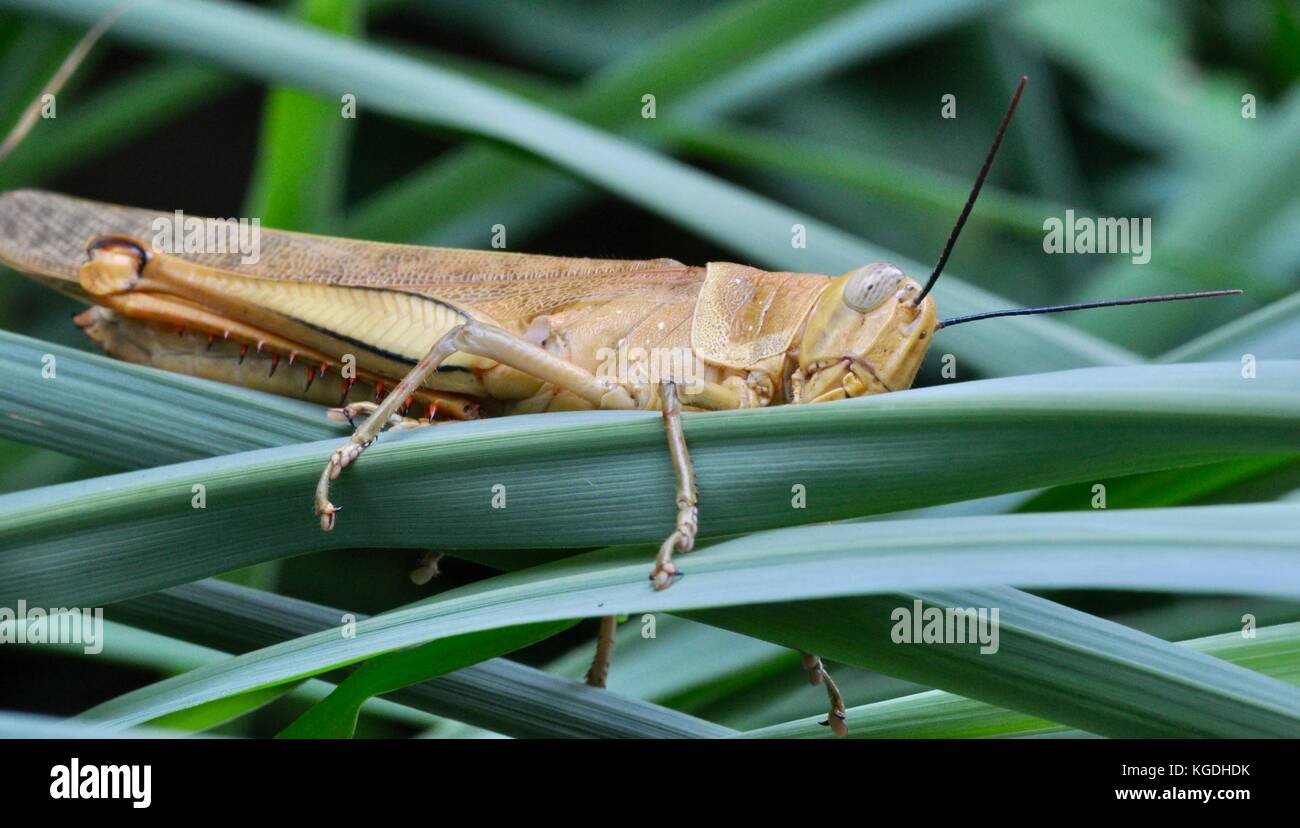 Riesige Grasshopper (valanga irregularis), Ross River, Townsville, QLD, Australien Stockfoto