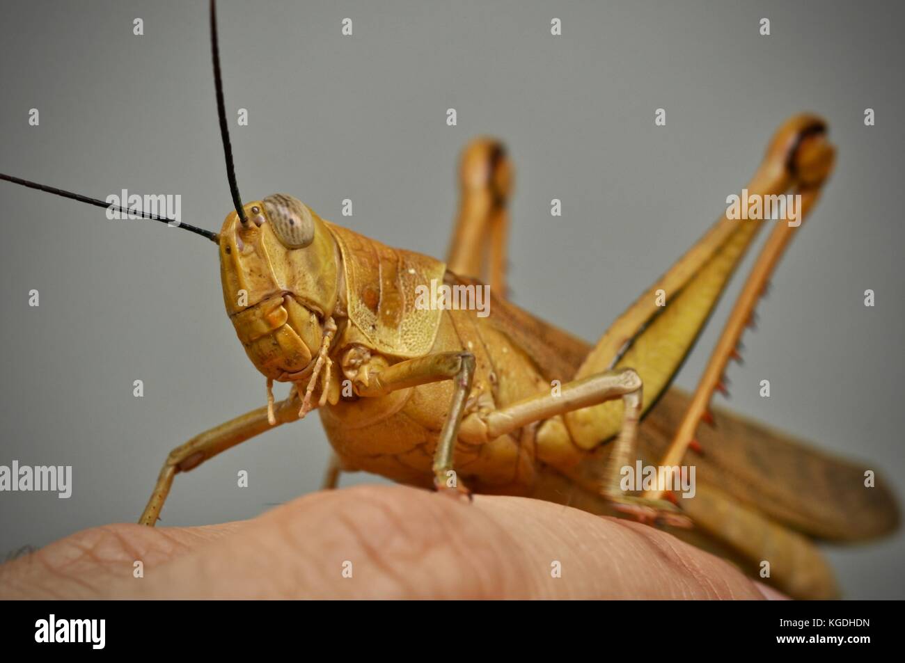 Riesige Grasshopper (valanga irregularis), Ross River, Townsville, QLD, Australien Stockfoto