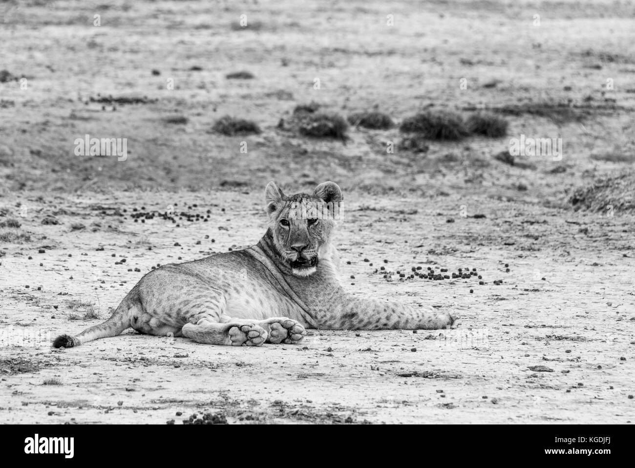 Ein junger Löwe (Panthera leo) Stockfoto