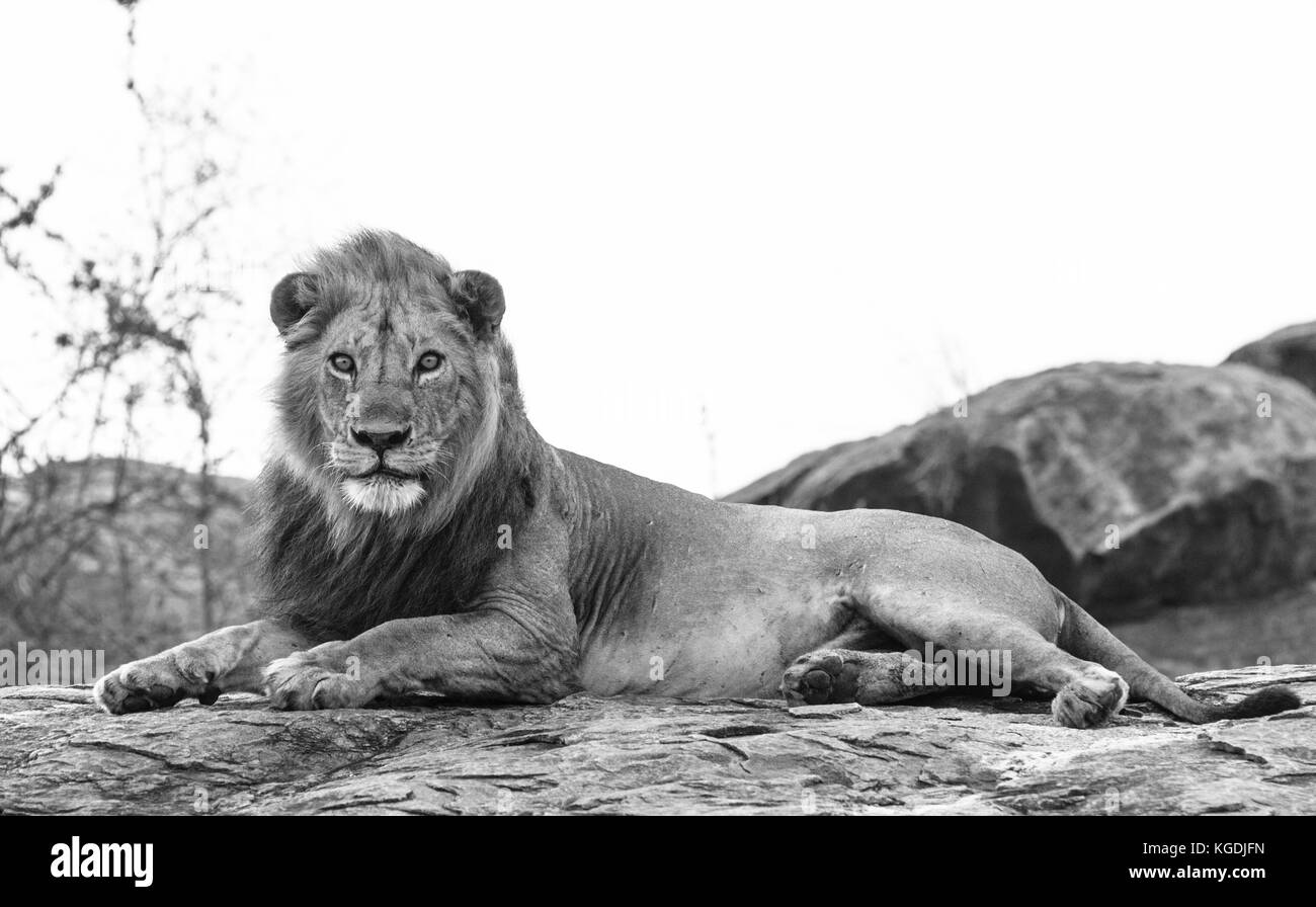 Männliche Löwe (Panthera leo) zur Festlegung Stockfoto