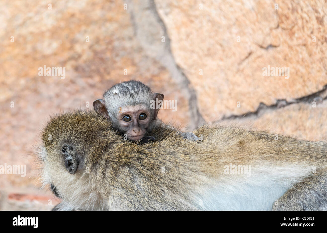 Ein Baby Meerkatze (Cercopithecus aethiops) auf ihrer Mütter zurück Stockfoto