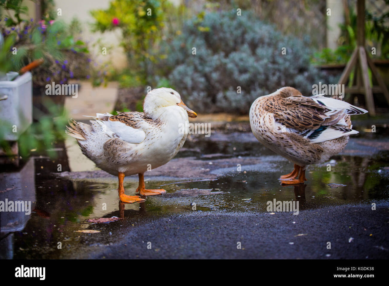 Ente Putzen nach dem Baden Stockfoto