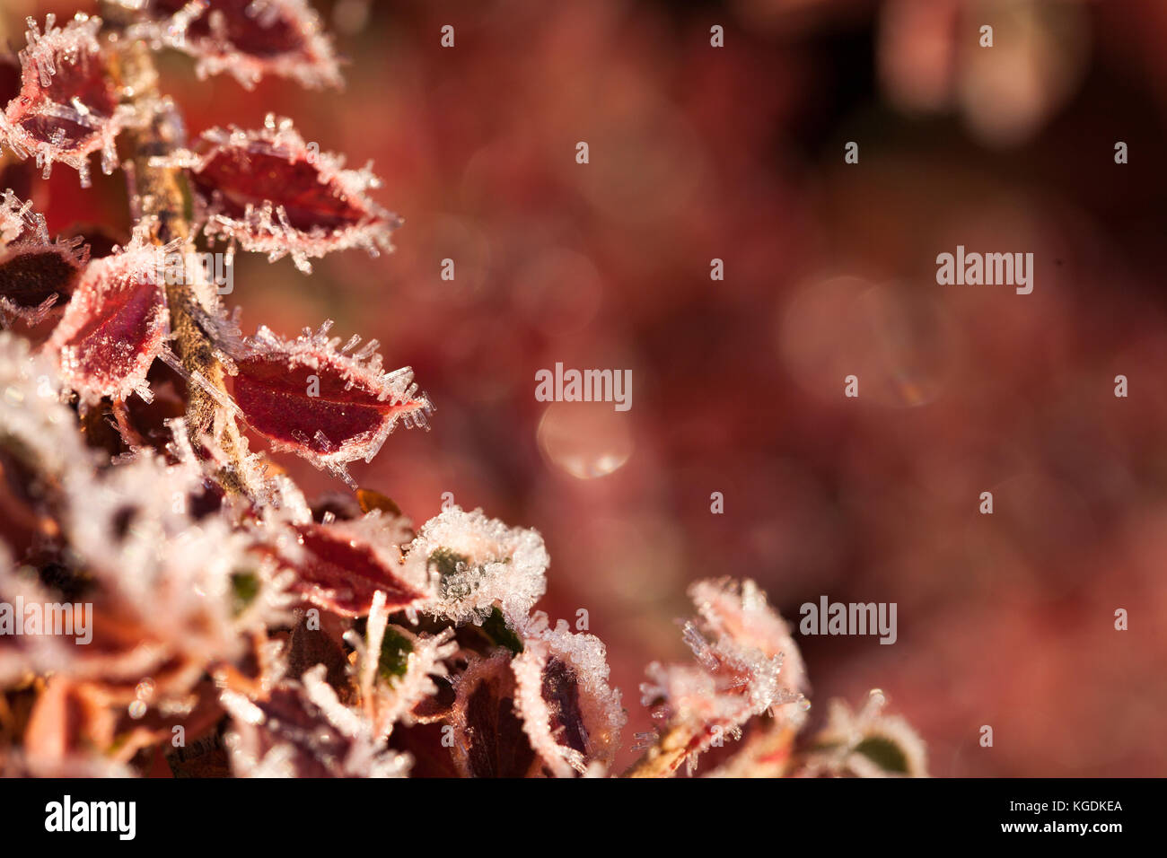 Bunte Blätter fallen mit Frost. ersten Frost, Herbst, Winter. Natürliche, vegetative Hintergrund, Gemüse Motiv. Rote Blätter im Herbst Stockfoto