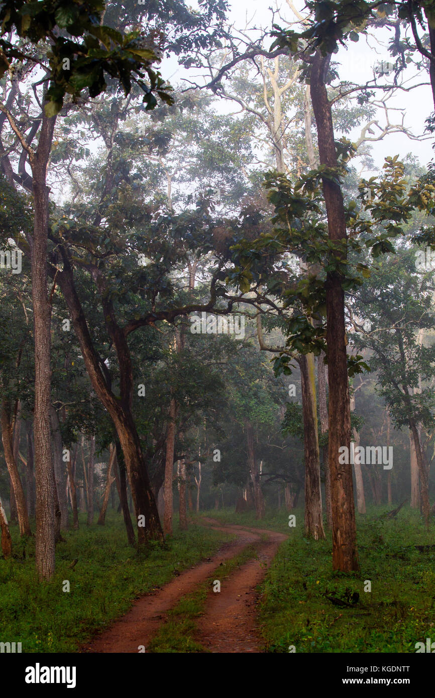Misty Morning auf der Strecke Nagarahole National Park, Karnataka, Indien Stockfoto