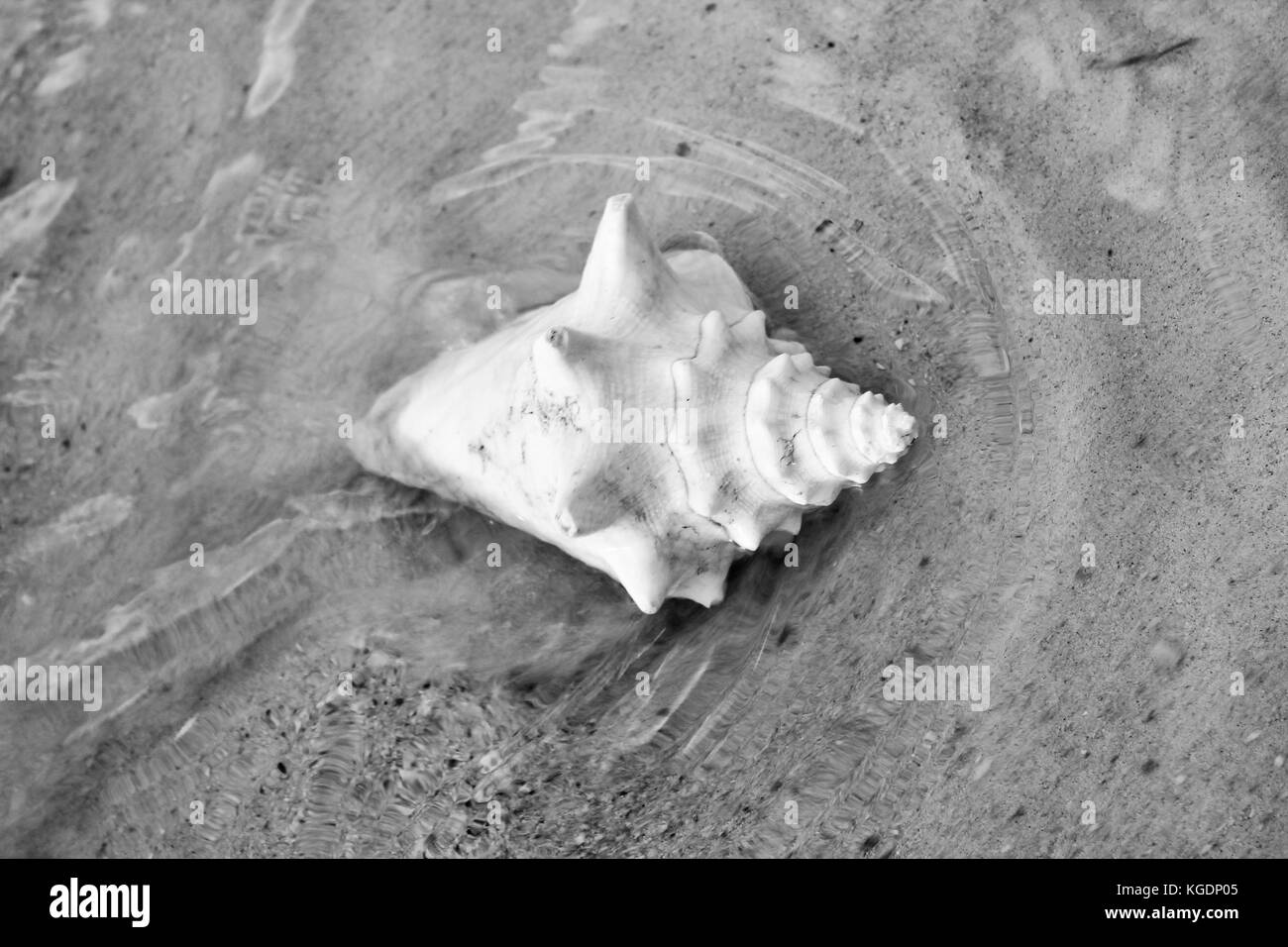 Strand Muschel Wellen sand Sandstrand tropisches Paradies Hintergrund Kopie Raum Stockfoto
