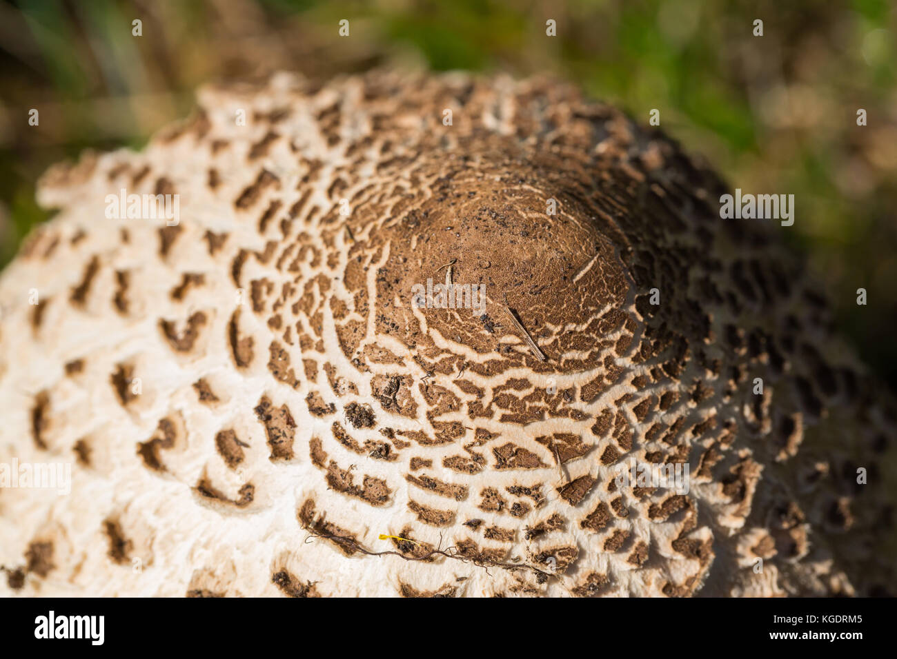 Makro natürliche cap Sonnenschirm Pilz (macrolepiota procera) Sonnenlicht Stockfoto