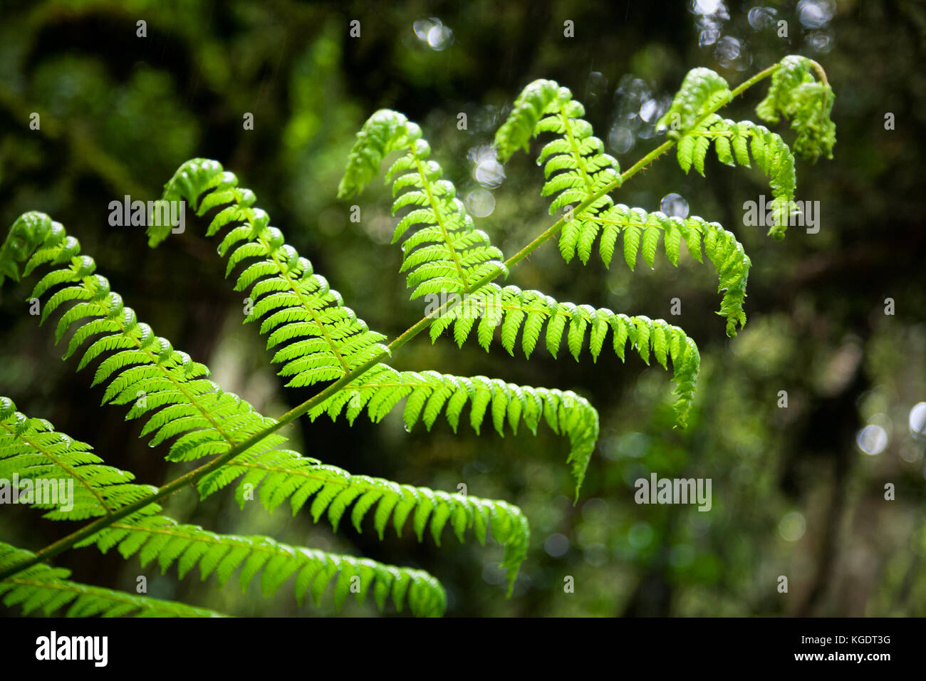 Nahaufnahme einer Farn Blatt in einem Regenwald in Neuseeland Stockfoto