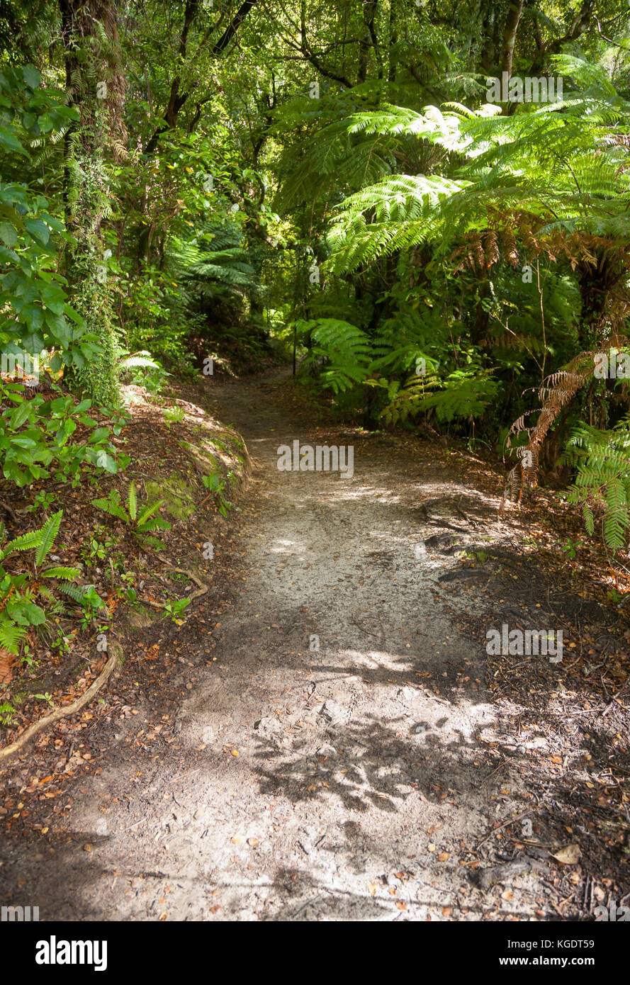 Weg durch dichten Regenwald an der Queen Charlotte Track in den Marlborough Sounds die Südinsel Neuseeland Stockfoto