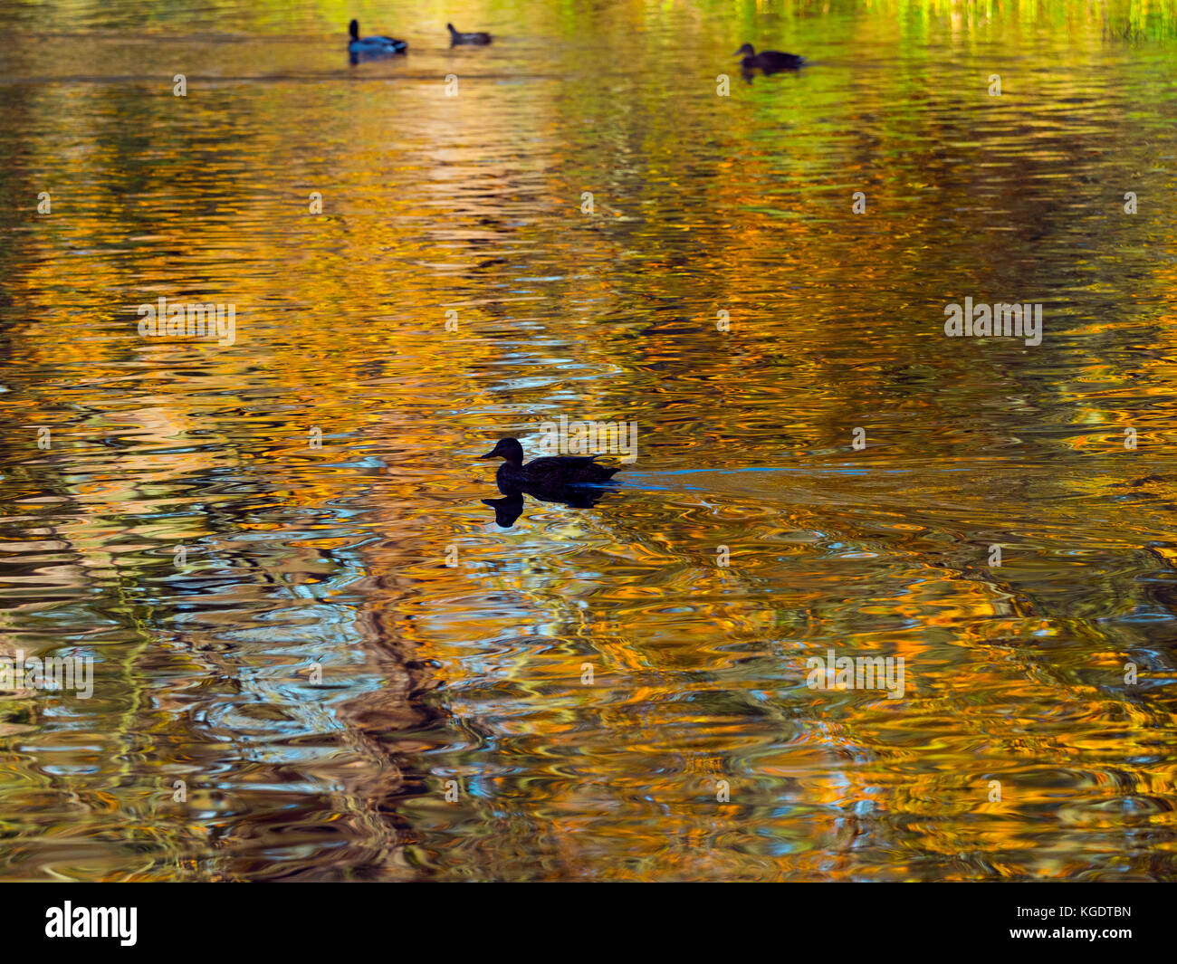 Stockente Anus Platyrhyncha schwimmen durch Reflexionen von Herbst Eichen Stockfoto