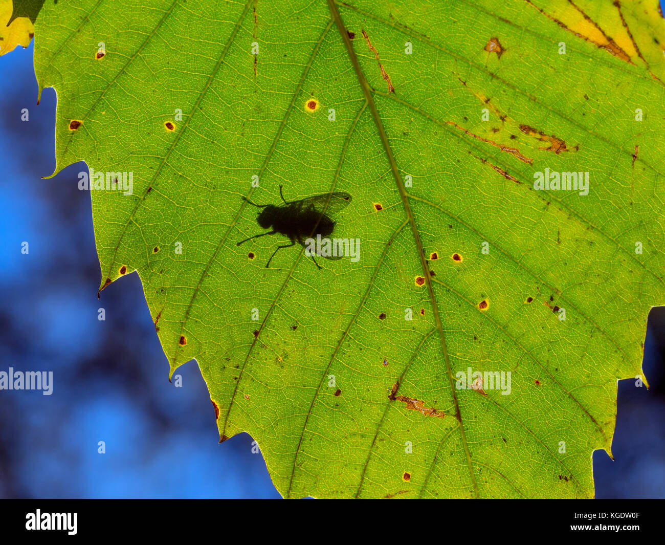 Spät fliegt sich im Herbst Sonne auf Sweet Chestnut Castanea sativa Blätter Stockfoto