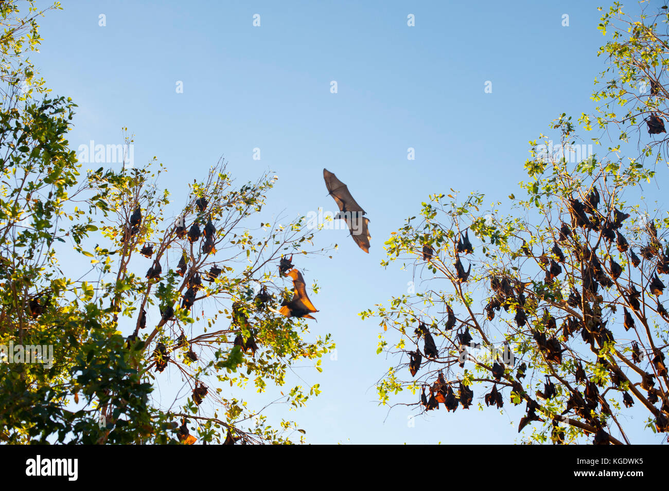 Eine Kolonie von kleinen roten Flying foxes hat sich im Nitmiluk National Park an der Mündung der Katherine Gorge im Northern Territory Stockfoto