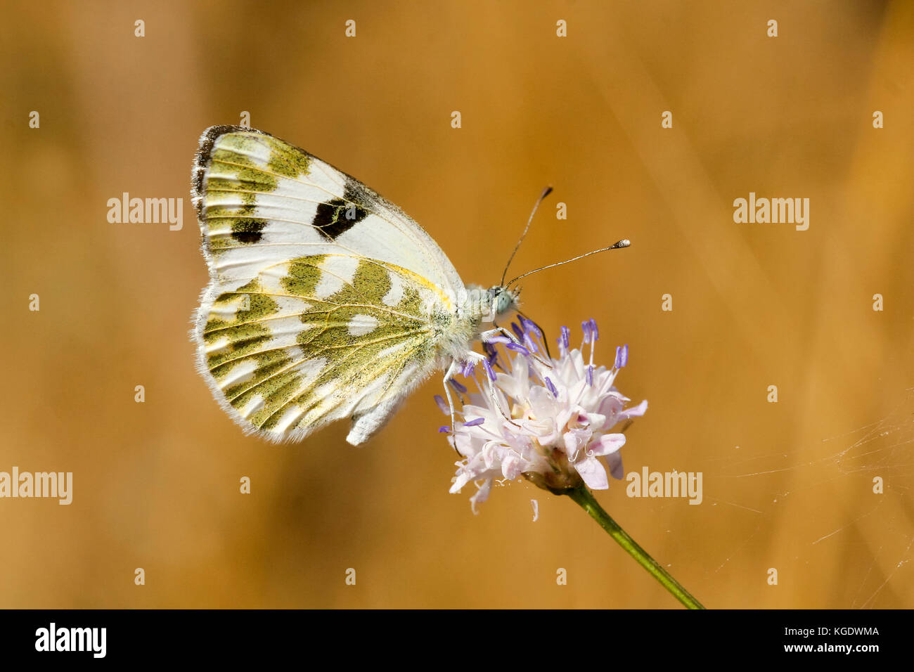 Badewanne weiß Pontia daplidice Schmetterling Schuß in Israel, Sommer Juni Stockfoto