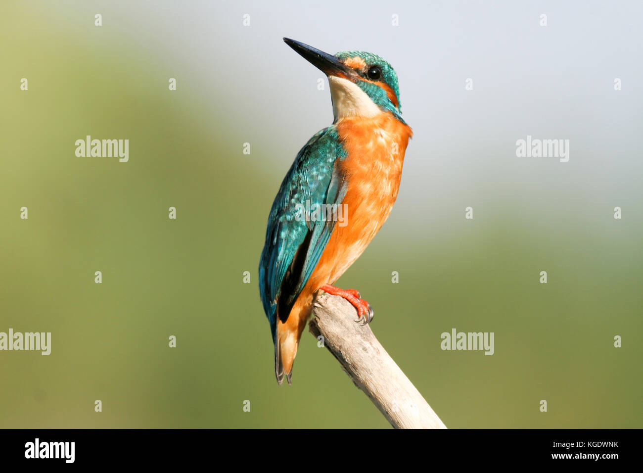 Eisvögel (alcedo atthis) auf einem Ast sitzend. Die eisvögel ist in ganz Eurasien und Nordafrika gefunden. Es frisst Fische, wasserbewohnende Stockfoto